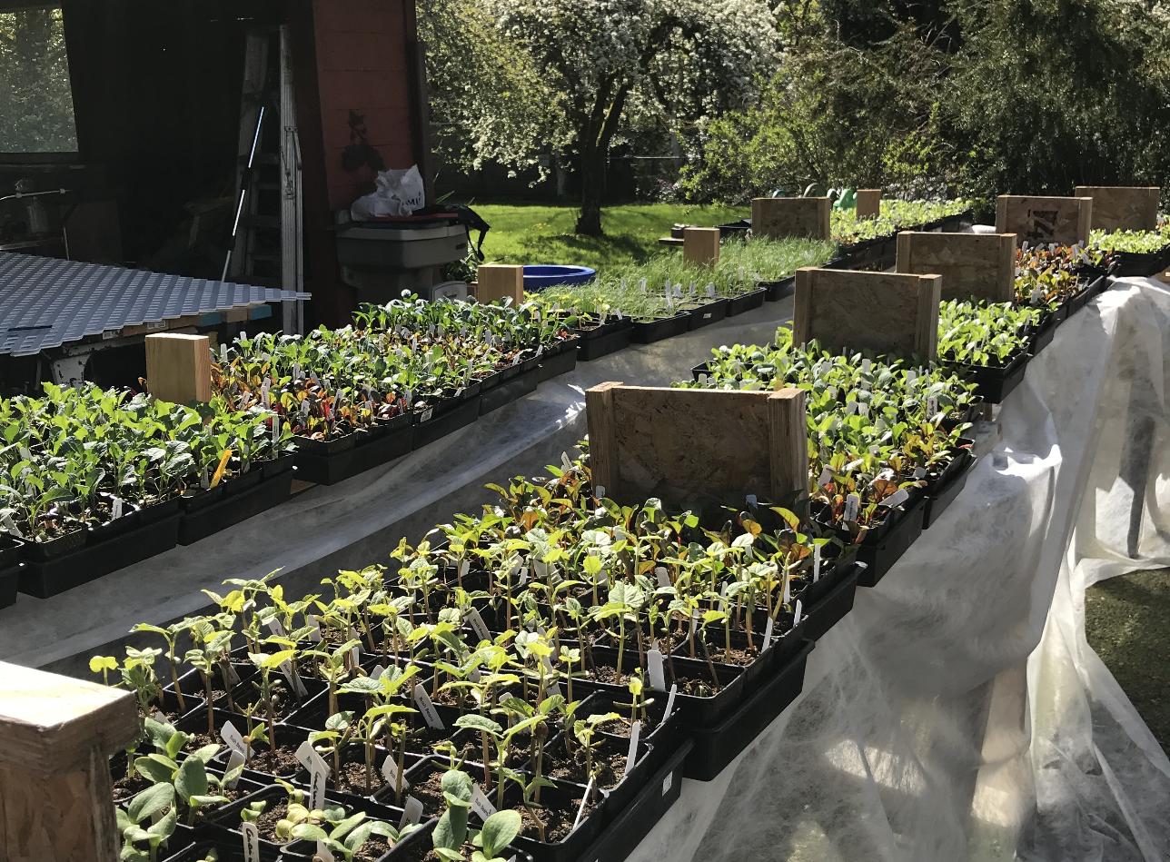 Ballard Sprouts